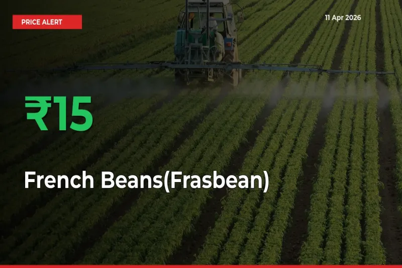 Big Rally! French Beans(Frasbean) Climbs 15.17% in 24 Hours at Top Mandis