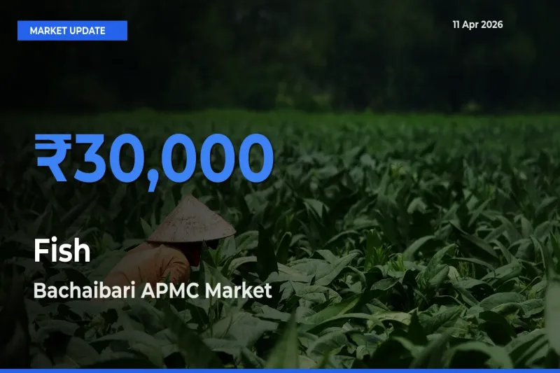 Fish Mandi Rate Today: Bachaibari APMC Tops the List