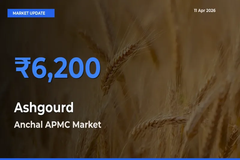 Anchal APMC Offers ₹6,200 – Highest Ashgourd Rate Today