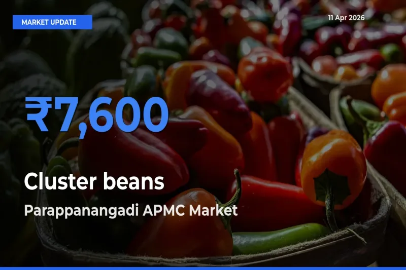 Cluster beans Mandi Rate Today: Parappanangadi APMC Tops the List
