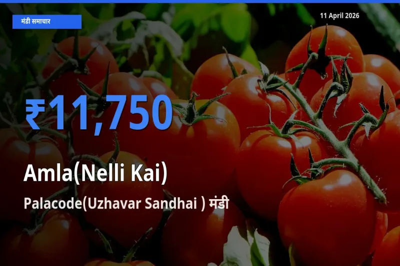 आज आंवला के सबसे ज़्यादा दाम Palacode(Uzhavar Sandhai ) मंडी में दर्ज
