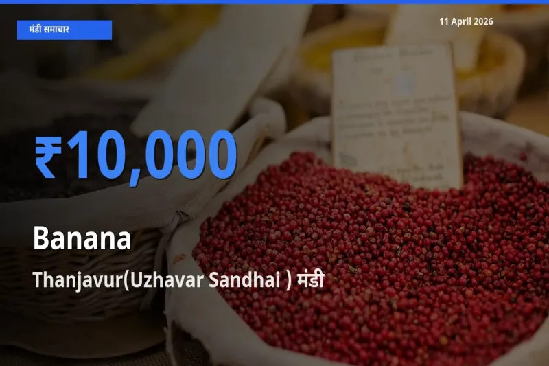 किसानों की पसंद बना Thanjavur(Uzhavar Sandhai ), केला के सबसे अच्छे दाम