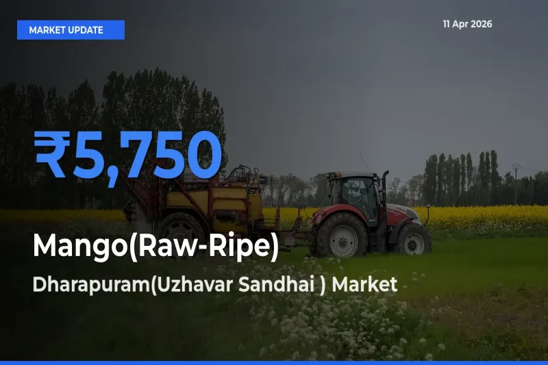 Mango(Raw-Ripe) Mandi Rate Today: Dharapuram(Uzhavar Sandhai ) Tops the List