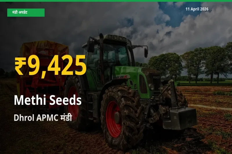 आज का मंडी भाव: Dhrol APMC में मेथी दाना सबसे ऊँचे स्तर पर