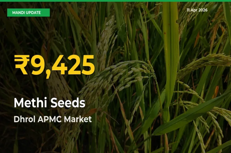 Farmers Benefit as Methi Seeds Rate Touches New High in Dhrol APMC