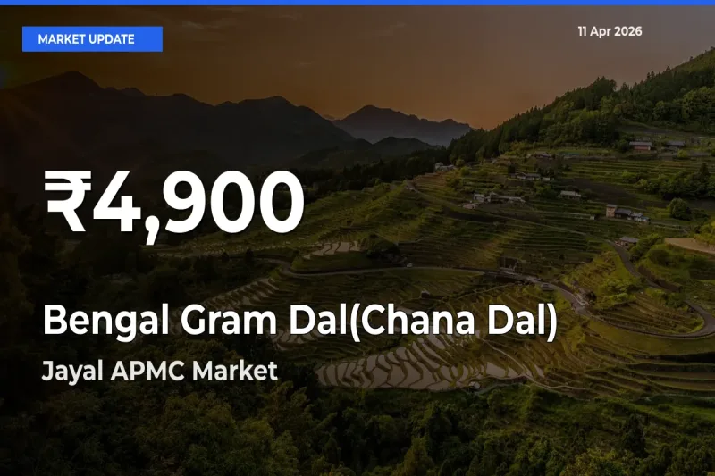 Bengal Gram Dal(Chana Dal) Mandi Rate Today: 30-Day Low Recorded in Jayal APMC