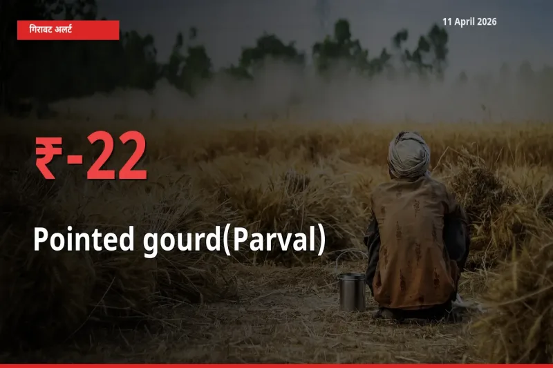 परवल 22.18% गिरा, मंडी