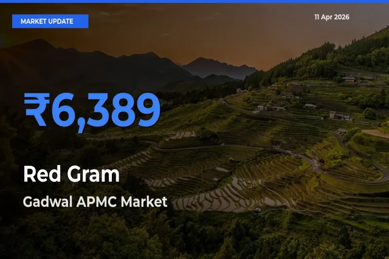 Gadwal APMC Emerges as Top Mandi for Red Gram Prices Today