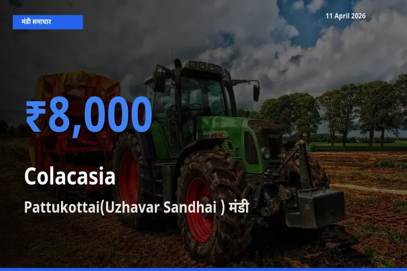 Pattukottai(Uzhavar Sandhai ) मंडी में अरबी ₹8,000 पर पहुँचा – आज का सर्वोच्च भाव