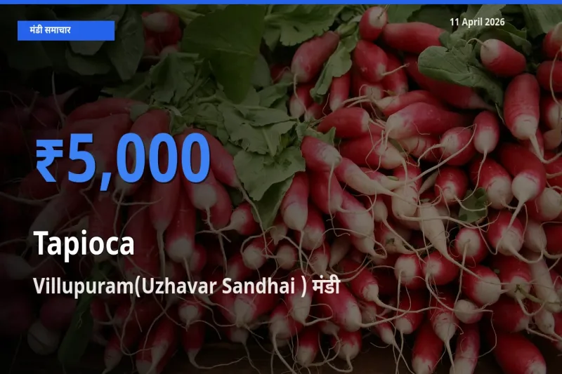 आज साबूदाना के सबसे ऊँचे दाम ₹5,000 Villupuram(Uzhavar Sandhai ) मंडी में