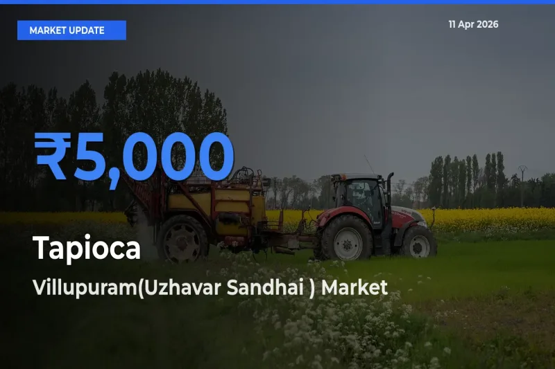 Farmers Prefer Villupuram(Uzhavar Sandhai ) as Tapioca Hits Highest Rate