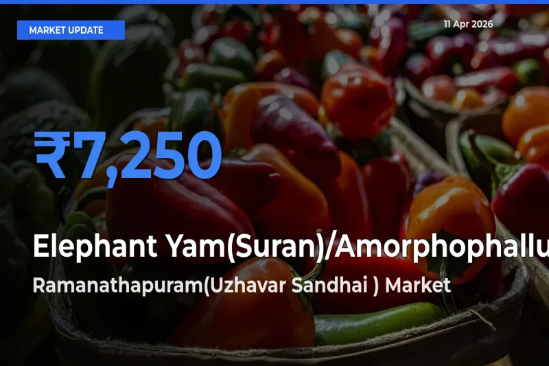Ramanathapuram(Uzhavar Sandhai ) Leads as Top Mandi for Elephant Yam(Suran)/Amorphophallus Prices