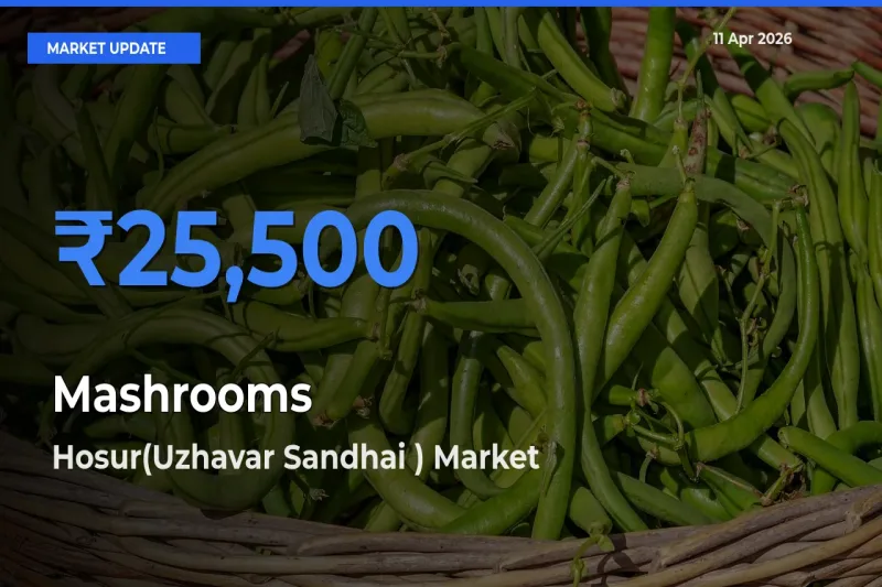 Hosur(Uzhavar Sandhai ) Offers ₹25,500 – Highest Mashrooms Rate Today