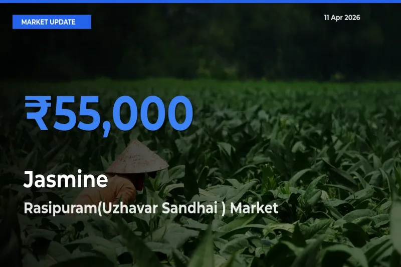 Rasipuram(Uzhavar Sandhai ) Records Highest ₹55,000 Rate for Jasmine