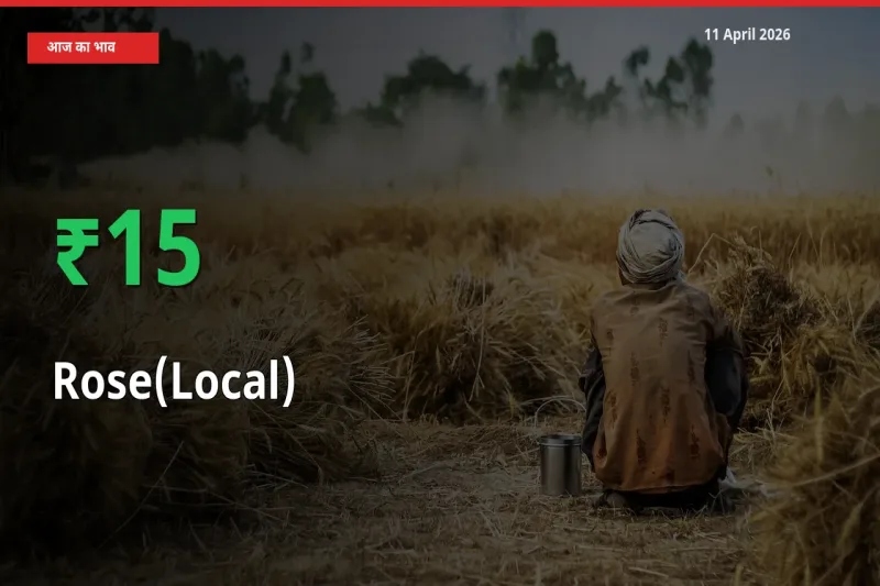 स्थानीय मंडी में गुलाब(स्थानीय) के दाम अचानक 15.18% उछले, किसान सतर्क