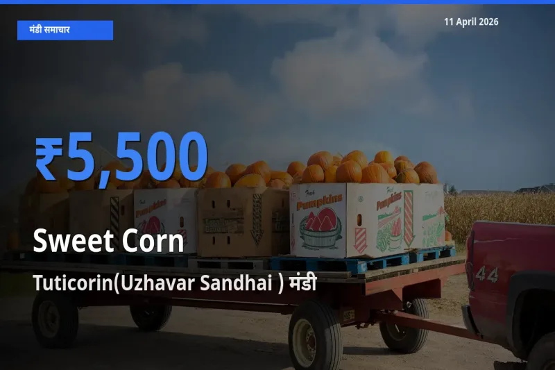 Tuticorin(Uzhavar Sandhai ) मंडी में आज स्वीट कॉर्न के सबसे ऊँचे दाम दर्ज