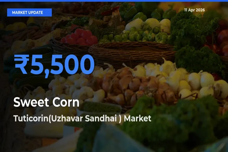 Tuticorin(Uzhavar Sandhai ) Tops Sweet Corn Mandi Rates Today