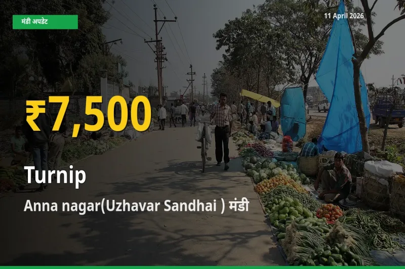 शलजम के भावों में जबरदस्त उछाल, Anna nagar(Uzhavar Sandhai ) में नया उच्च स्तर