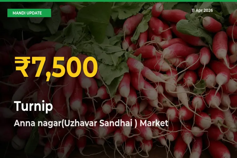 Fresh Record! Turnip Price Climbs to New High in Anna nagar(Uzhavar Sandhai )