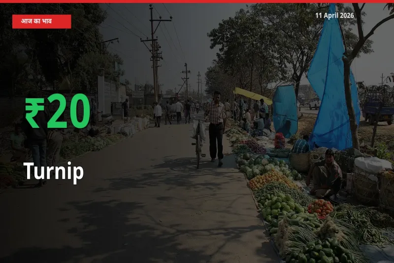 11 April अपडेट: शलजम के दाम मंडी में 19.86% उछले