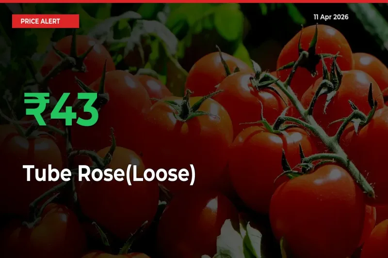 This Mandi Records 42.86% Jump in Tube Rose(Loose) Prices