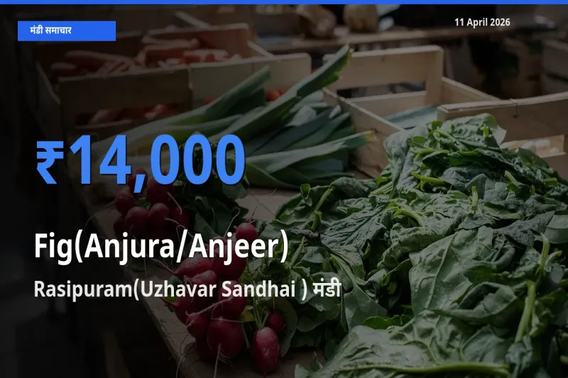 11 April अपडेट: अंजीर के सबसे ऊँचे दाम Rasipuram(Uzhavar Sandhai ) मंडी में