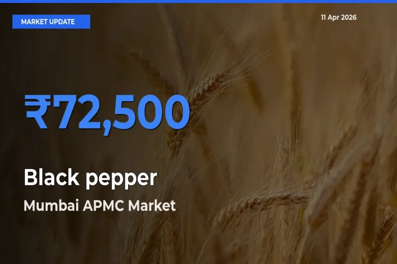 Mumbai APMC Emerges as Top Mandi for Black pepper Prices Today