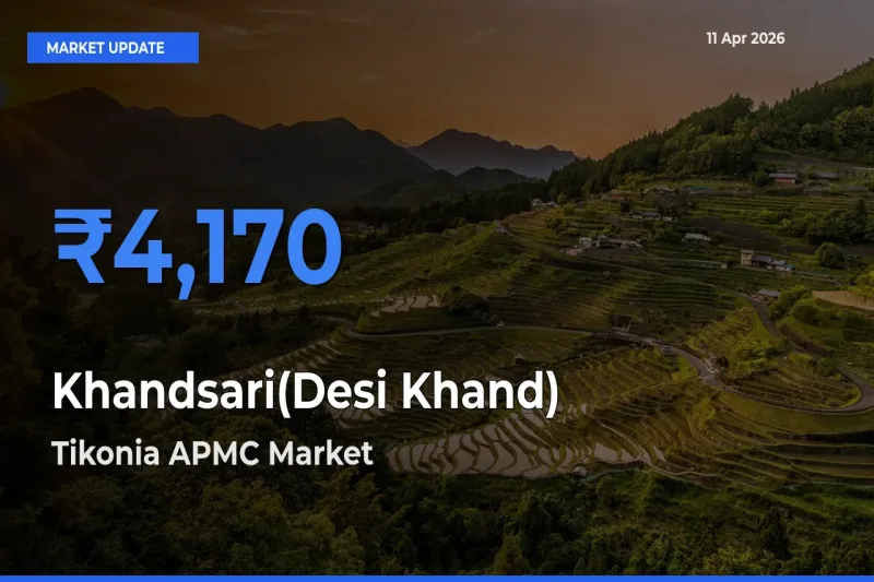 Top Performer! Tikonia APMC Offers Best Khandsari(Desi Khand) Price Today