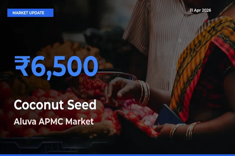 Coconut Seed Mandi Rate Today: Aluva APMC Tops the List
