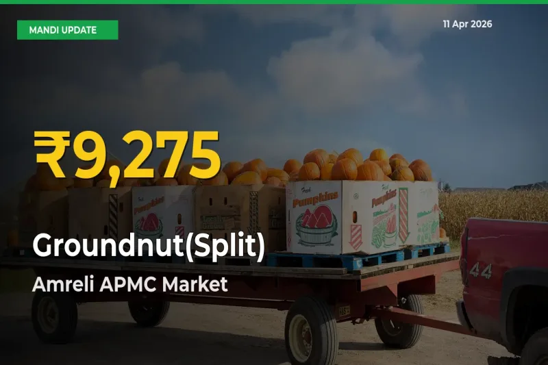Why Groundnut(Split) Prices Are Climbing in Amreli APMC – Today’s New High Explained