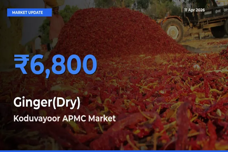 Ginger(Dry) Mandi Rate Today: Koduvayoor APMC Tops the List