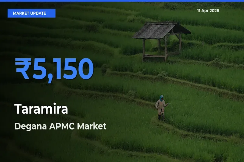 Degana APMC Records Highest ₹5,150 Rate for Taramira