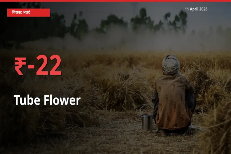 11 April अपडेट: रजनीगंधा के दाम मंडी में 21.74% गिरे