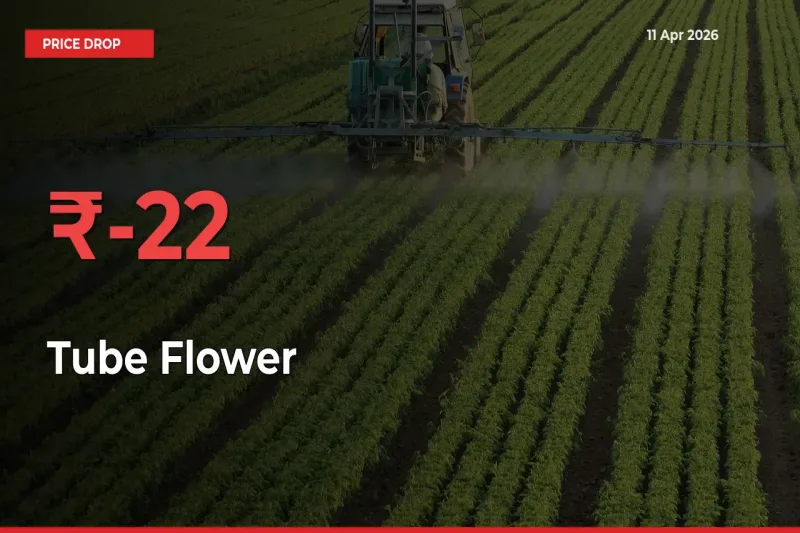 Tube Flower Mandi Rate Today: Prices Fall 21.74% at Market
