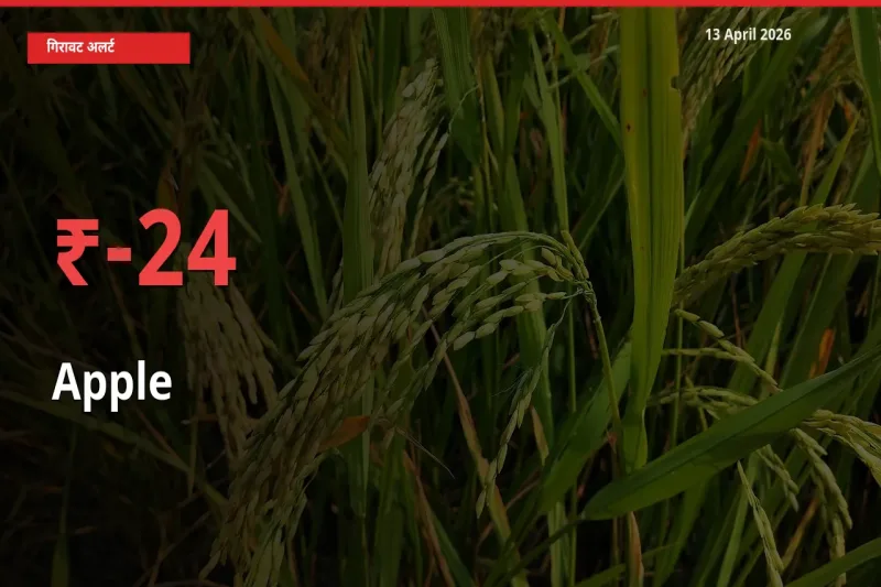 सेब 23.97% गिरा, मंडी