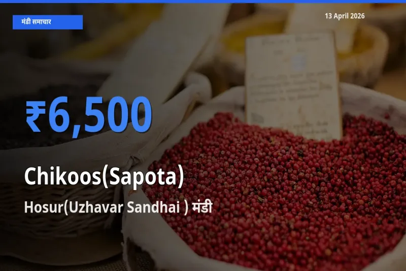 आज चीकू के सबसे ज़्यादा दाम Hosur(Uzhavar Sandhai ) मंडी में दर्ज