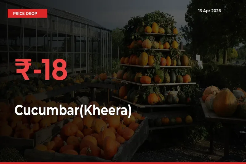 Farmers Alert as Cucumbar(Kheera) Prices Slide 18.2% in Local Mandis