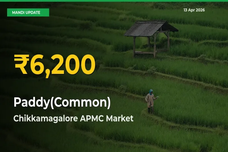 Paddy(Common) Price Rally Continues – Chikkamagalore APMC Hits Fresh High Today