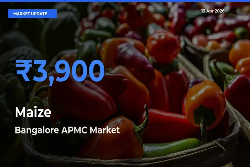 Maize Mandi Rate Today: Bangalore APMC Tops the List
