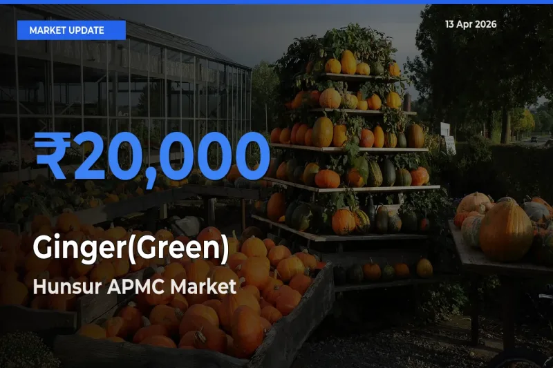 Market Watch: Hunsur APMC Becomes Top Mandi for Ginger(Green)