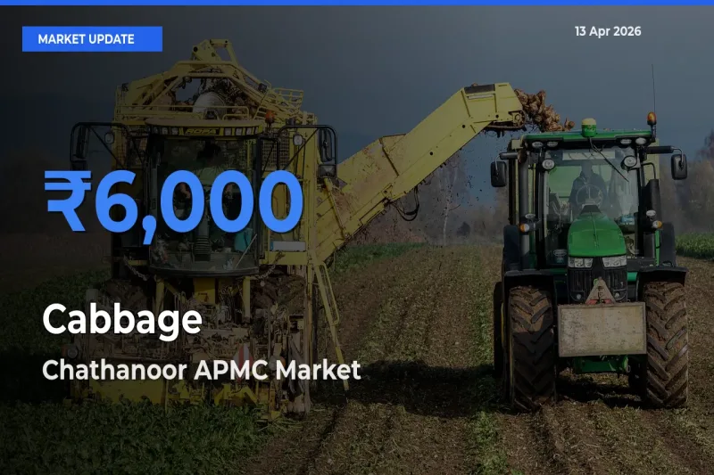 Chathanoor APMC Tops Cabbage Rates – April 13 Market Update