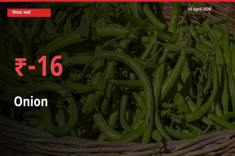 16.19% की गिरावट! मंडी में प्याज के दाम अचानक टूटे