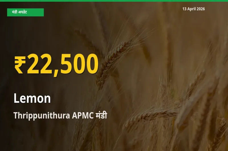 नींबू के दामों में रिकॉर्ड तेज़ी, Thrippunithura APMC