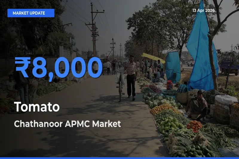 Tomato Mandi Rate Today: Chathanoor APMC Tops the List