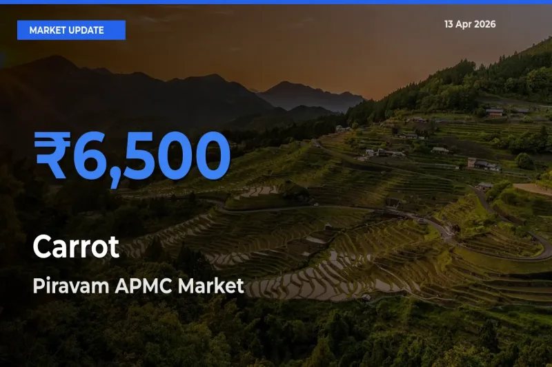 Farmers Prefer Piravam APMC as Carrot Hits Highest Rate