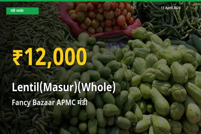 मसूर दाल (साबुत) के दामों ने बनाया नया रिकॉर्ड, Fancy Bazaar APMC में तेज़ी