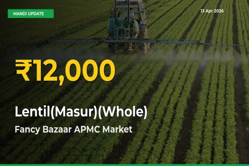 Lentil(Masur)(Whole) Mandi Rate Surges Today in Fancy Bazaar APMC – Highest Level in 30 Days