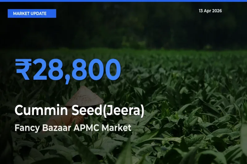 Fancy Bazaar APMC Emerges as Top Mandi for Cummin Seed(Jeera) Prices Today