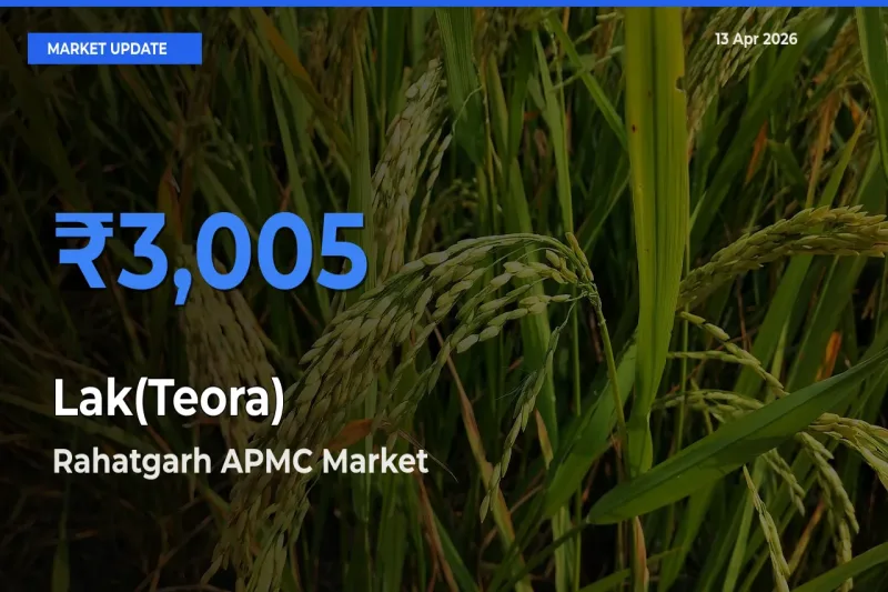 Market Watch: Rahatgarh APMC Becomes Top Mandi for Lak(Teora)