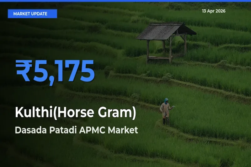 Dasada Patadi APMC Tops Kulthi(Horse Gram) Rates – April 13 Market Update